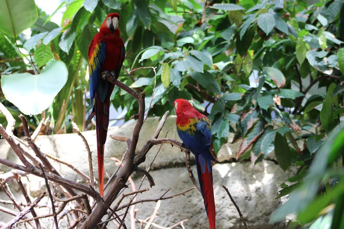 Montréal Biodôme, Canada