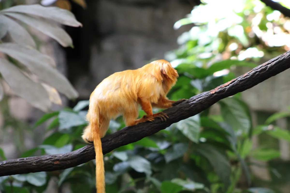 Montréal Biodôme, Canada