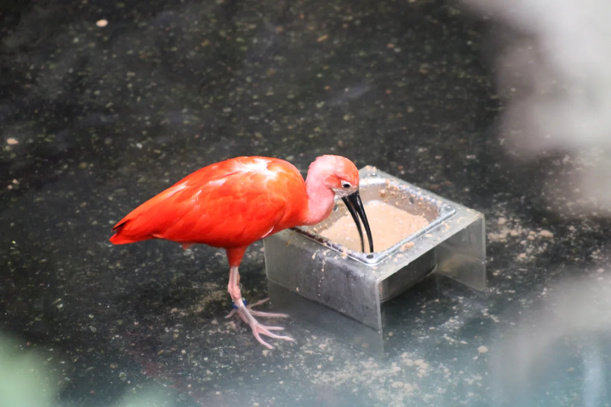 Montréal Biodôme, Canada