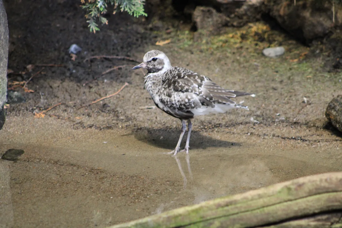 Montréal Biodôme, Canada