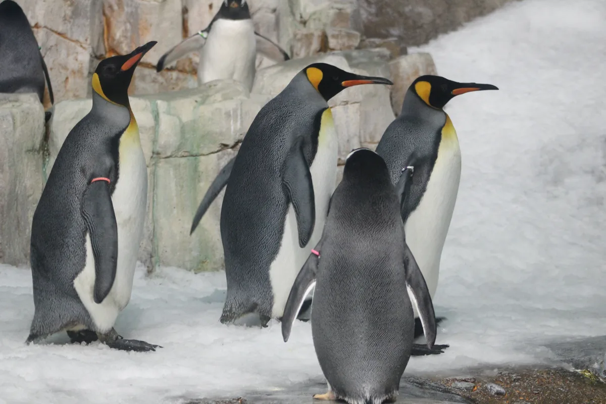 Montréal Biodôme, Canada