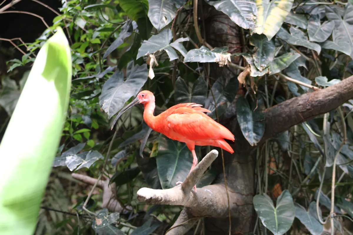 Montréal Biodôme, Canada