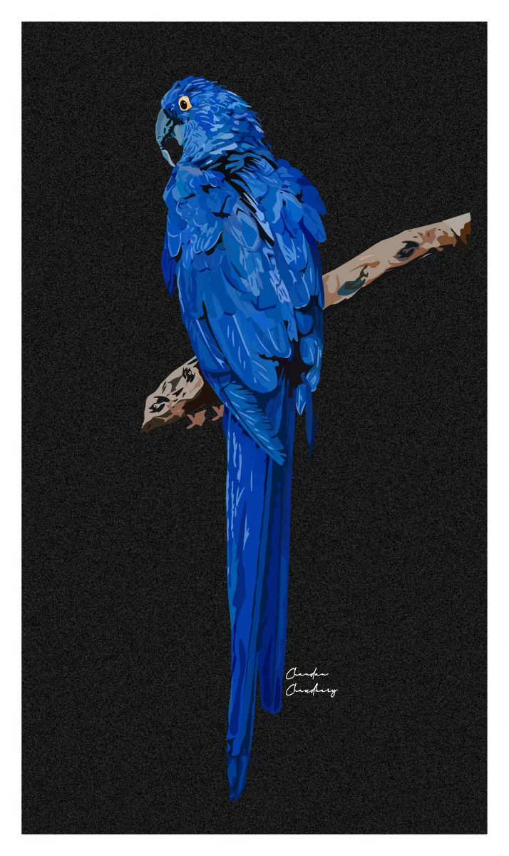 Parrot — Blue