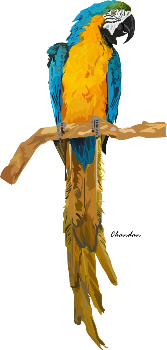 Parrot